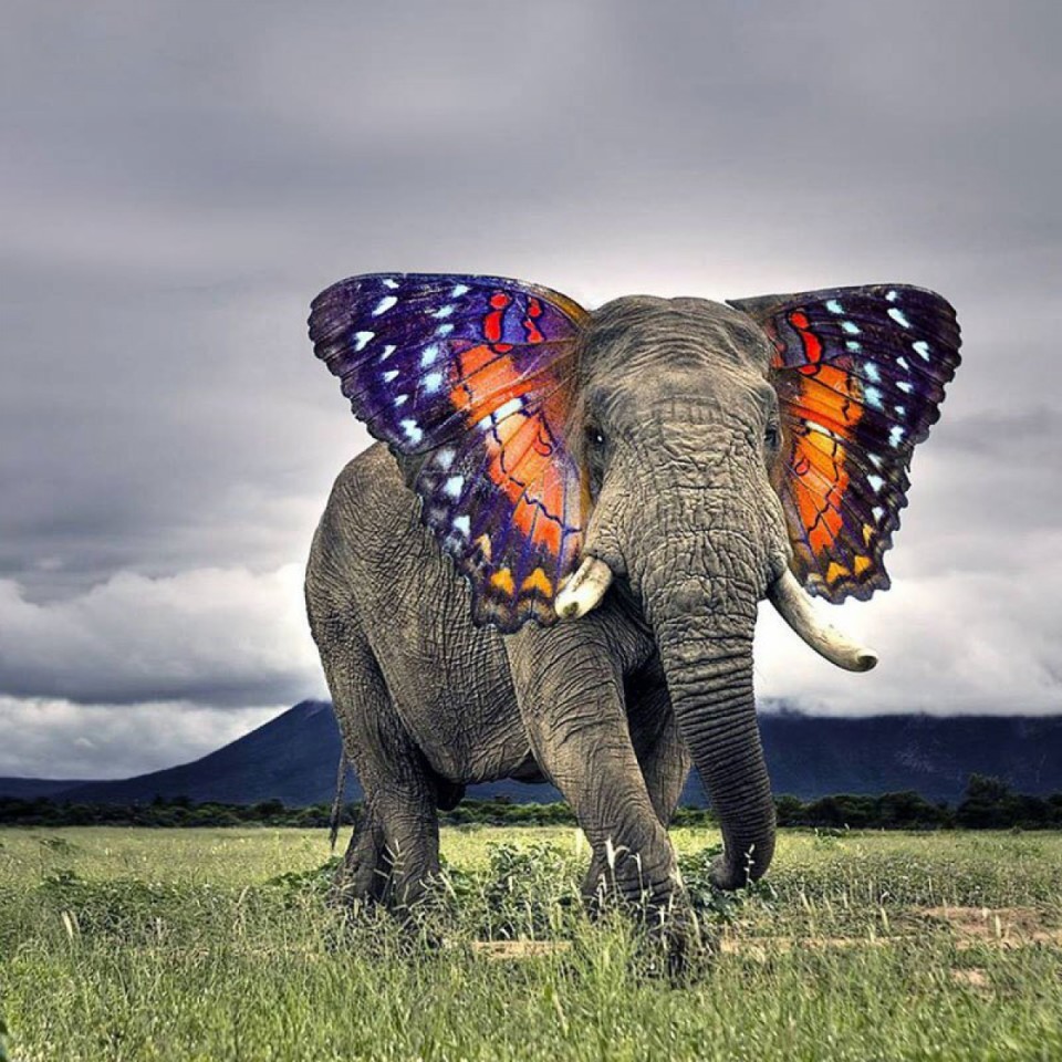 animal hybride: croisement entre un éléphant et un papillon (!!)
